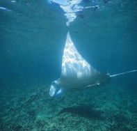 Manta Ray Bay Dive Site - Palm Beach Accommodation
