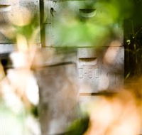 Bees on Keswick Island - Palm Beach Accommodation