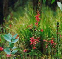 Enfield State Park - Palm Beach Accommodation