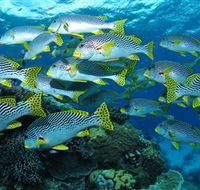 Challenger Bay Dive Site - Palm Beach Accommodation