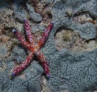 Clam Gardens Dive Site - Palm Beach Accommodation