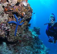 Lighthouse Bommie Dive Site - Palm Beach Accommodation