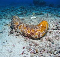 Two Towers Dive Site - Palm Beach Accommodation