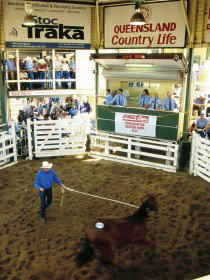 Gracemere Exhibition Complex - Palm Beach Accommodation 0