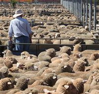 Livestock Marketing Centre - Palm Beach Accommodation