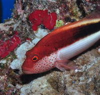 Snake Pit Dive Site - Palm Beach Accommodation