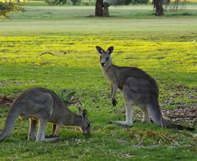 Benalla Golf Club - Palm Beach Accommodation 1
