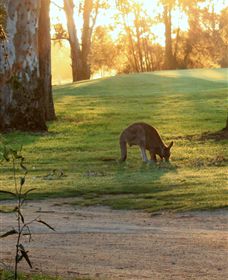 Benalla Golf Club - Palm Beach Accommodation 4