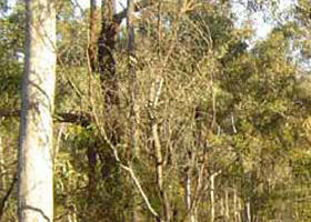 Warby-Ovens National Park - Palm Beach Accommodation 0