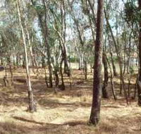 Chiltern-Mt Pilot National Park - Palm Beach Accommodation