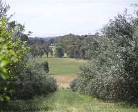 Samaria Farm - Palm Beach Accommodation 7