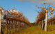 Charles Sturt University Winery - thumb 2