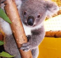 Cooberrie Park Wildlife Sanctuary - Palm Beach Accommodation