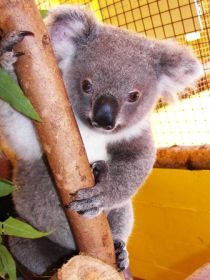 Cooberrie Park Wildlife Sanctuary - Palm Beach Accommodation 0