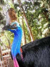 Cooberrie Park Wildlife Sanctuary - Palm Beach Accommodation 1