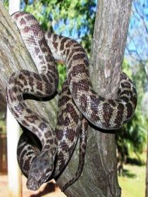 Cooberrie Park Wildlife Sanctuary - Palm Beach Accommodation 3