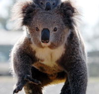 Koalas in Gunnedah - Palm Beach Accommodation