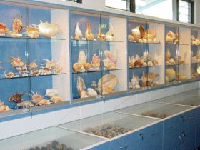 Shell World Yeppoon - Palm Beach Accommodation 1