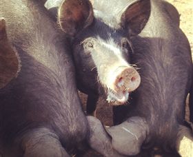 Ravens Creek Farm - Palm Beach Accommodation 3