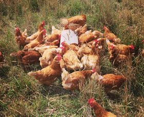 Ravens Creek Farm - Palm Beach Accommodation 6