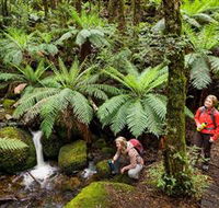 Baw Baw National Park - Palm Beach Accommodation