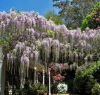 Nooroo Gardens - Palm Beach Accommodation