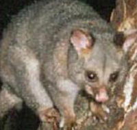 Moondarra State Park - Palm Beach Accommodation