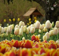 Tulip Top Gardens - Palm Beach Accommodation