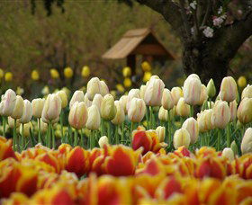 Tulip Top Gardens - Palm Beach Accommodation 0