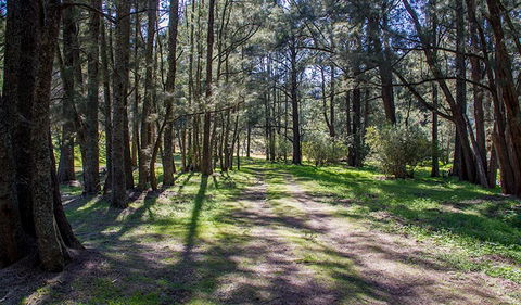 Wombeyan Waterfall Walking Track - Palm Beach Accommodation 0
