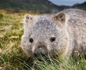 Kosciuszko National Park - Palm Beach Accommodation 1