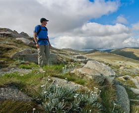 Kosciuszko National Park - Palm Beach Accommodation 3