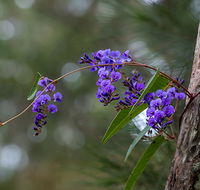 Mann River Nature Reserve - Palm Beach Accommodation