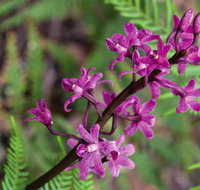Cassinia walking track - Palm Beach Accommodation