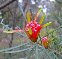 Glenbrook Native Plant Reserve and Nursery - Palm Beach Accommodation