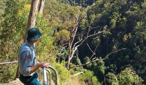 Lyrebird Falls Walking Track - Palm Beach Accommodation 1