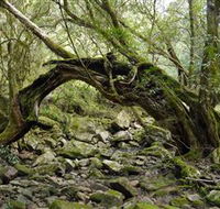 Mitchell River Walking Track - Palm Beach Accommodation