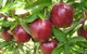 Top 40 Orchard - thumb 0