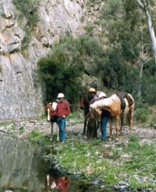 Yarramba Horse Riding - Palm Beach Accommodation 0