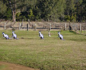 Wollombi Wines - Palm Beach Accommodation 5