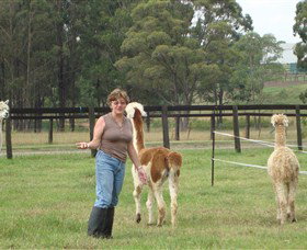 Langdale Farm - Palm Beach Accommodation 4