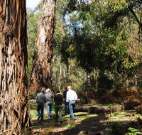 Tallaganda National Park - Palm Beach Accommodation