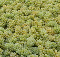 Normanby Wines - Palm Beach Accommodation