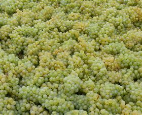 Normanby Wines - Palm Beach Accommodation 0