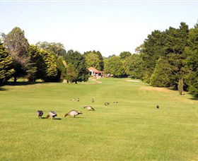 Moss Vale Golf Club - Palm Beach Accommodation 2
