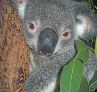 Hunter Valley Zoo - Palm Beach Accommodation