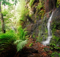 Fairy Bower Falls - Palm Beach Accommodation