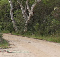 Riverview walking track - Palm Beach Accommodation