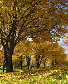Centennial Park At Cooma - Palm Beach Accommodation 0