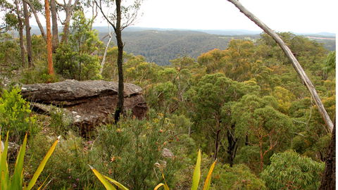 Mount Olive Lookout - Palm Beach Accommodation 2